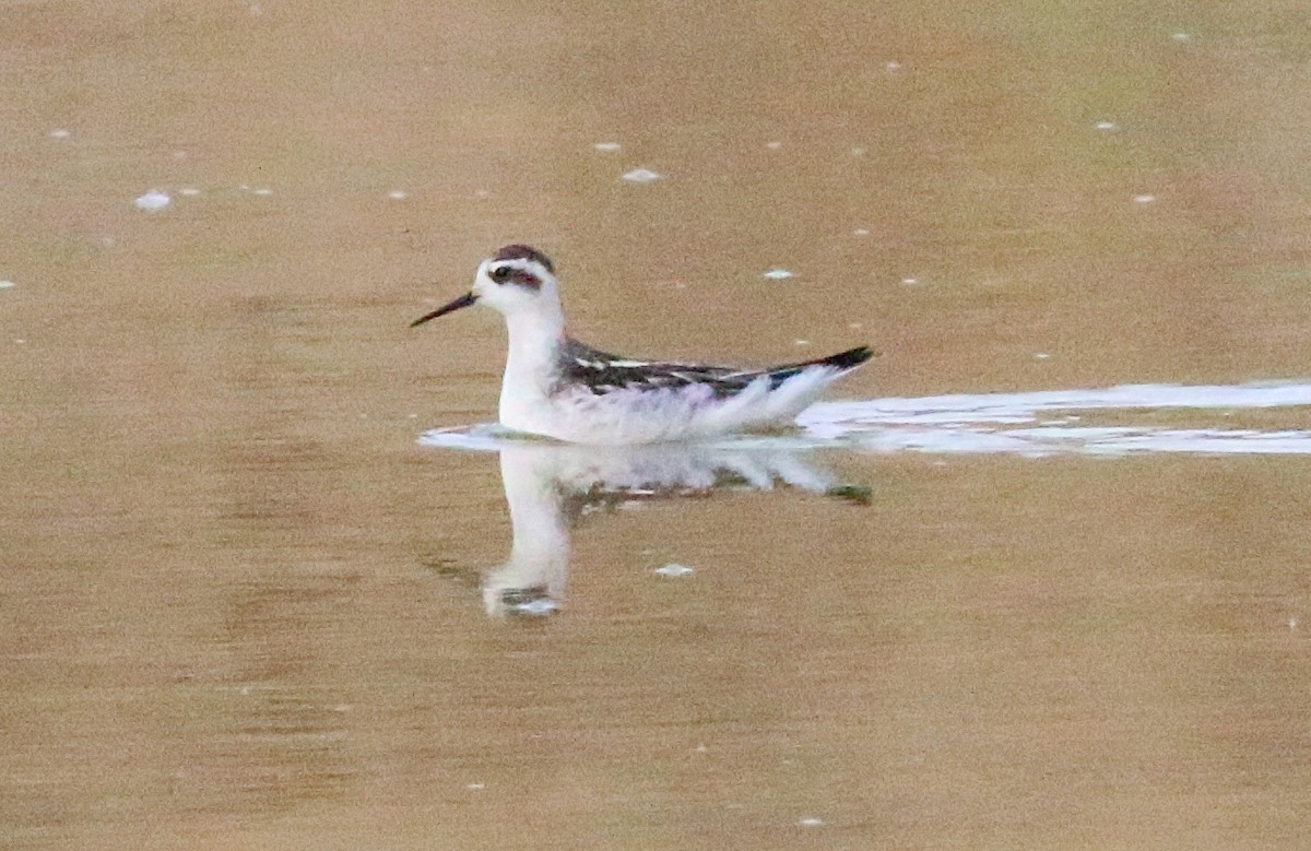 Red-necked Phalarope - ML623417649