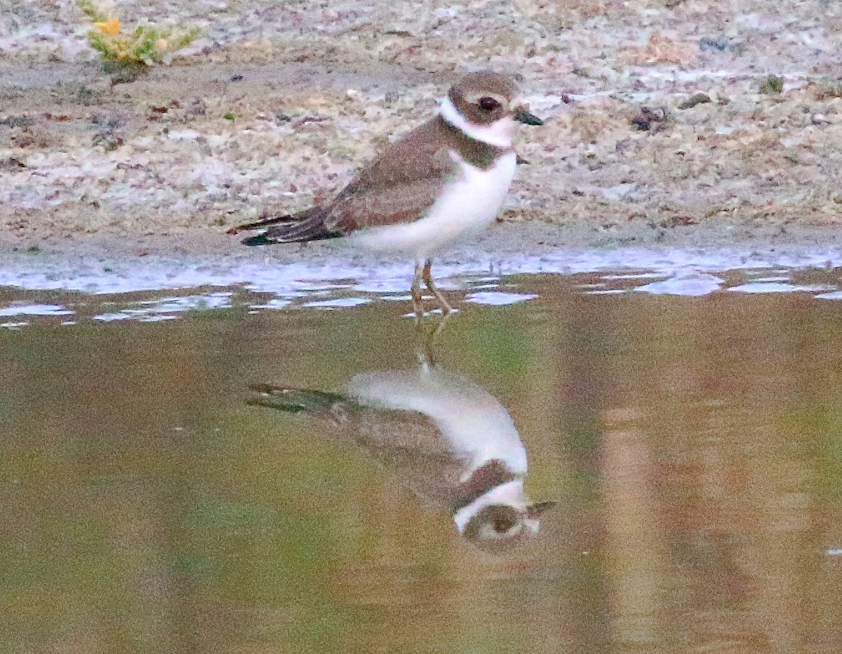 Semipalmated Plover - ML623417652