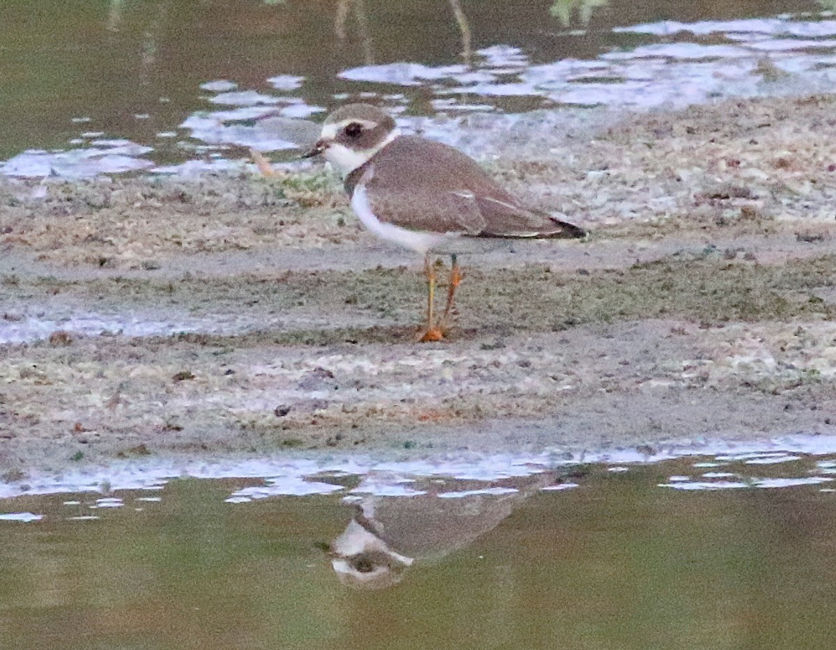 Semipalmated Plover - ML623417653