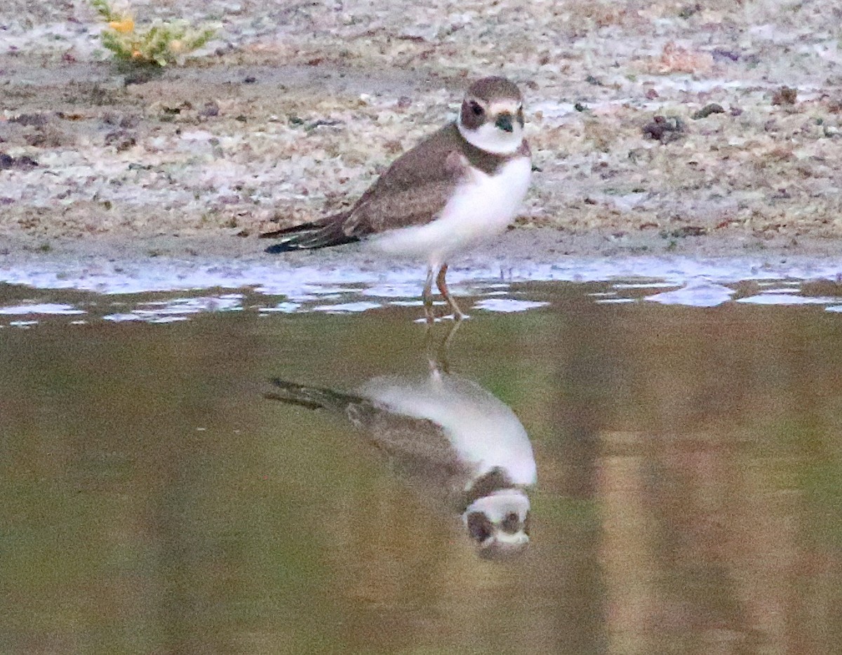 Semipalmated Plover - ML623417654