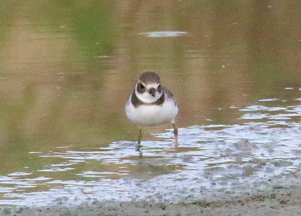 Semipalmated Plover - ML623417655