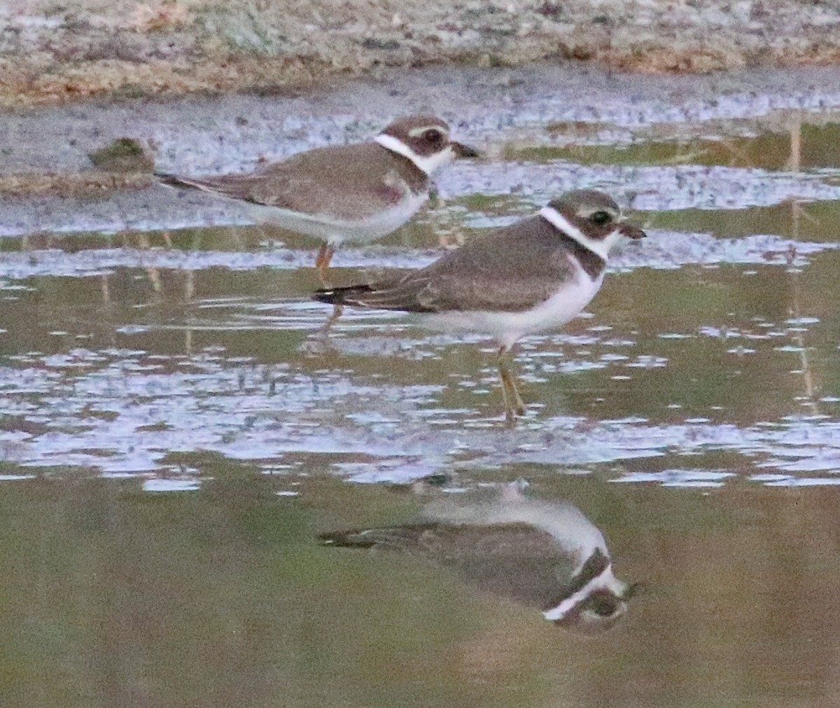 Semipalmated Plover - ML623417656