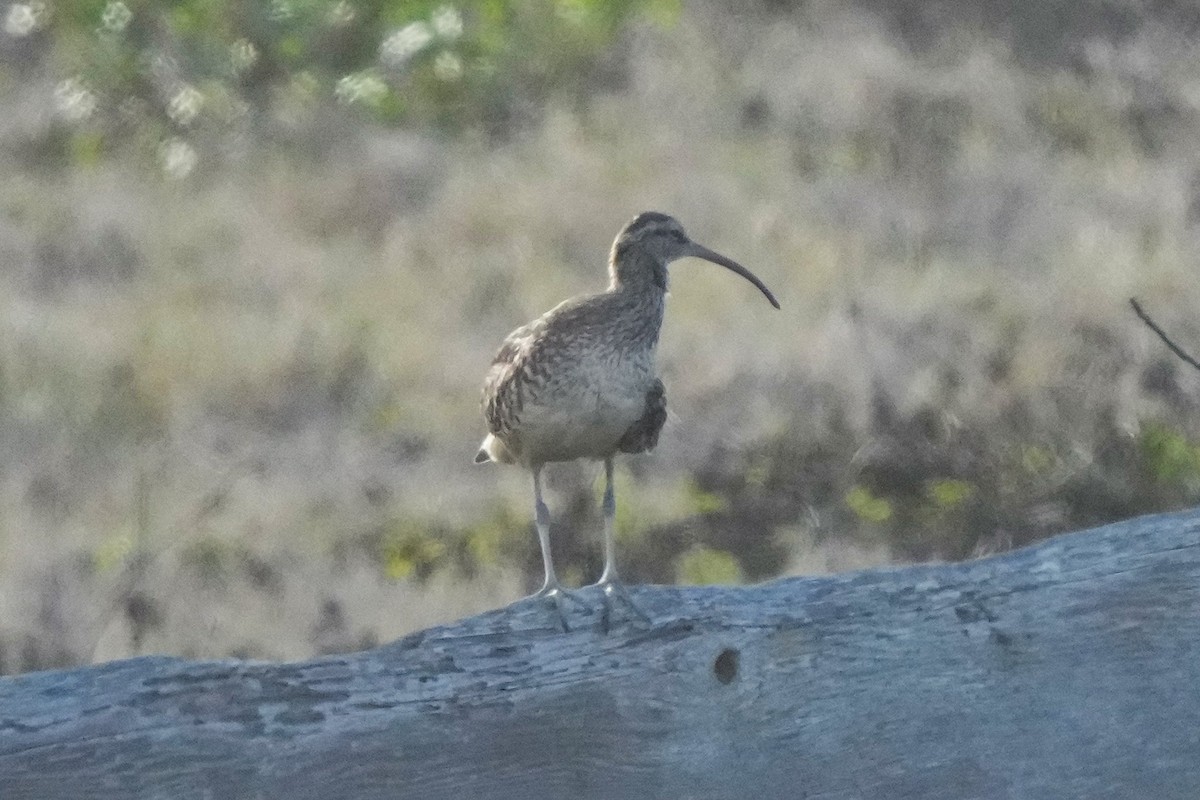 Bristle-thighed Curlew - ML623417657