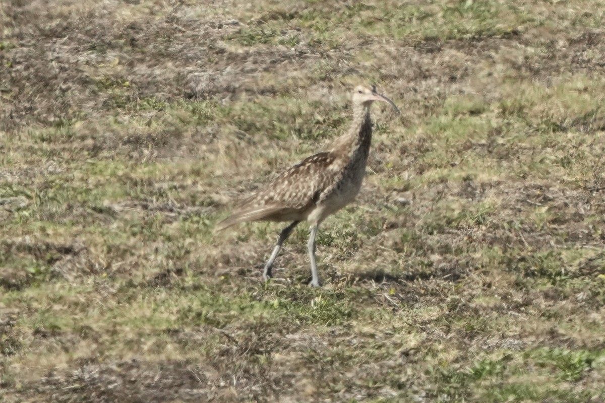 Borstenbrachvogel - ML623417659