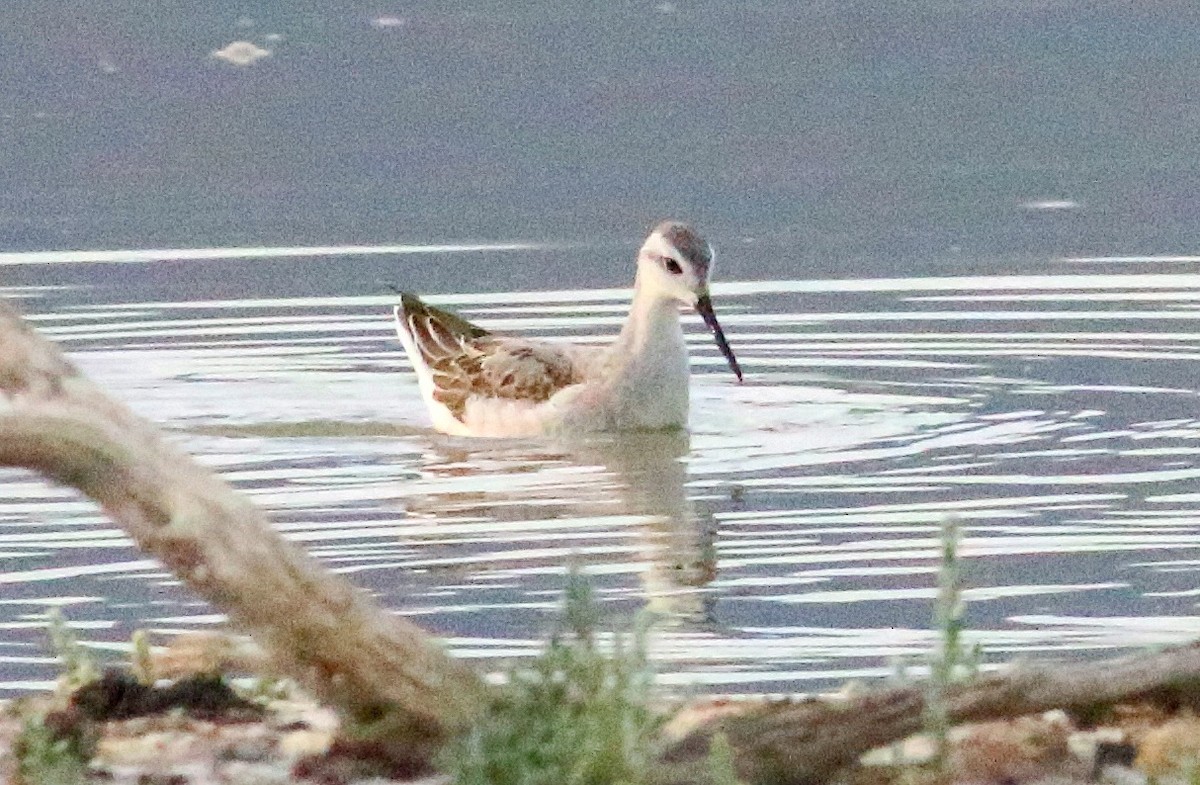 Wilson's Phalarope - ML623417663