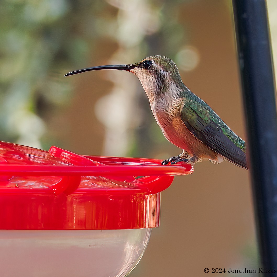 Lucifer Hummingbird - Jonathan Klizas