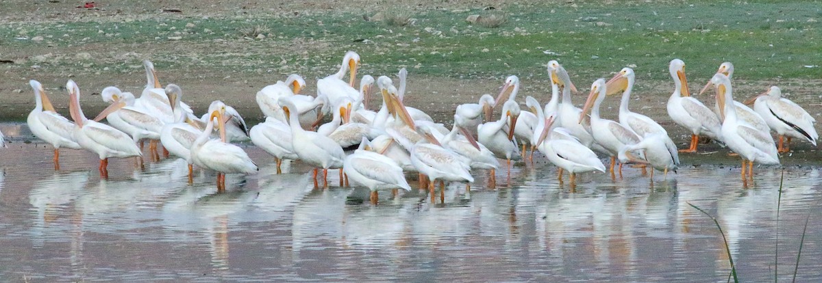 American White Pelican - ML623417674