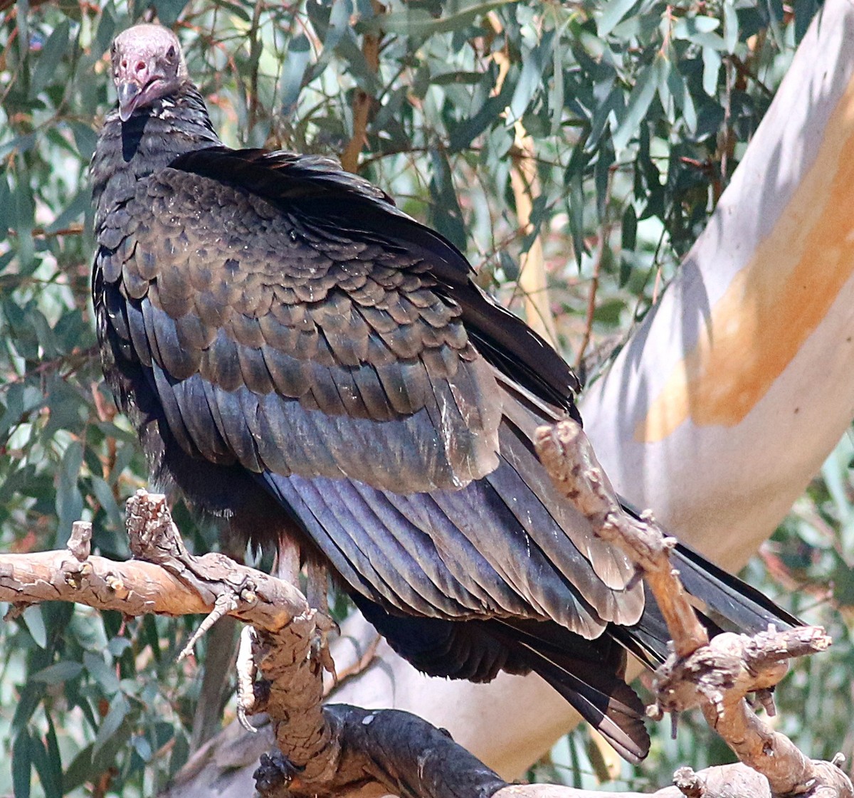 Turkey Vulture - ML623417677