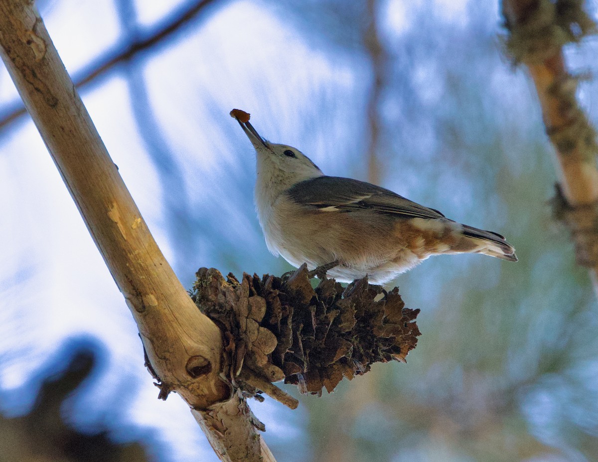 White-breasted Nuthatch - ML623417689
