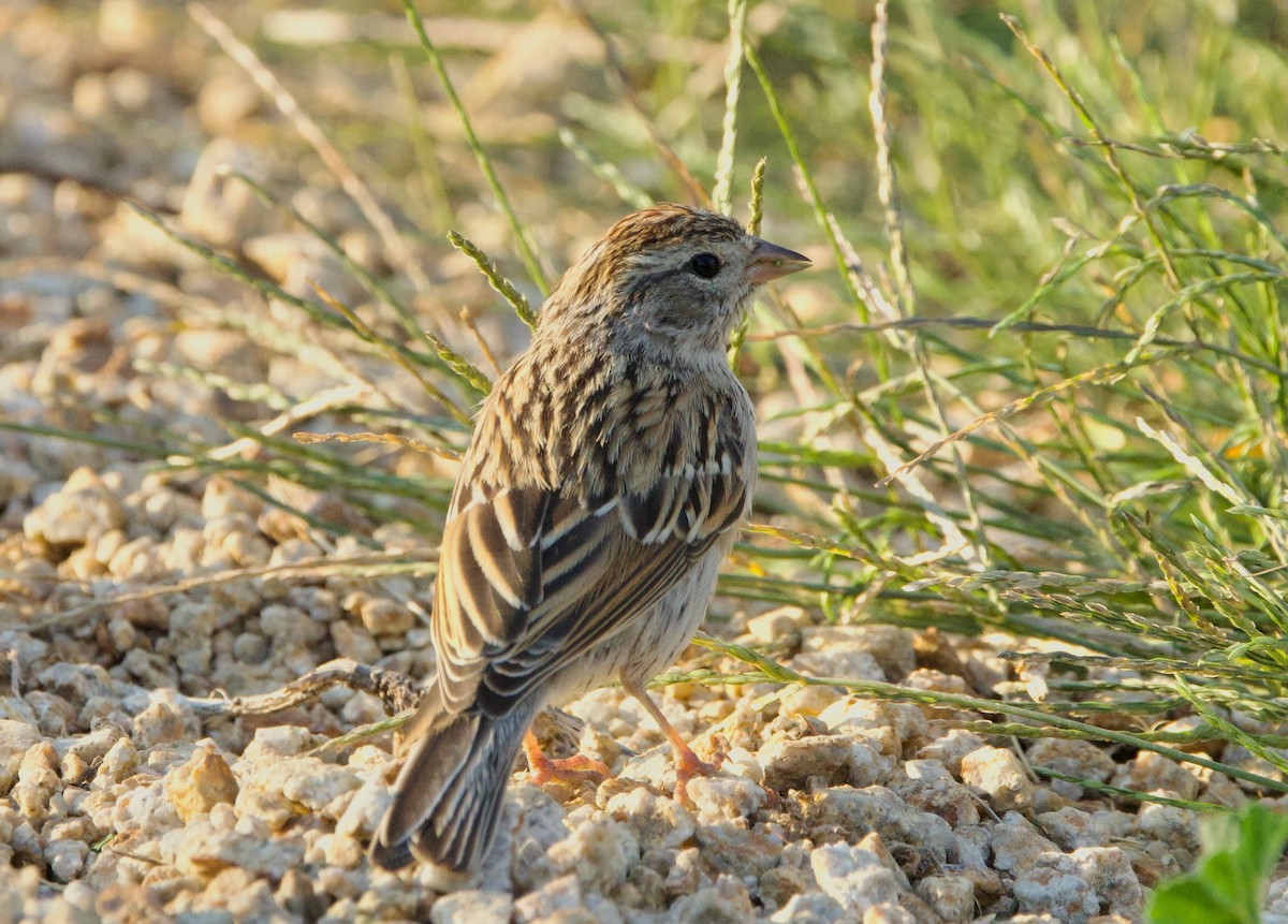 Chipping Sparrow - ML623417690