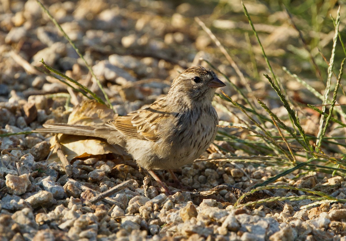 Chipping Sparrow - ML623417691