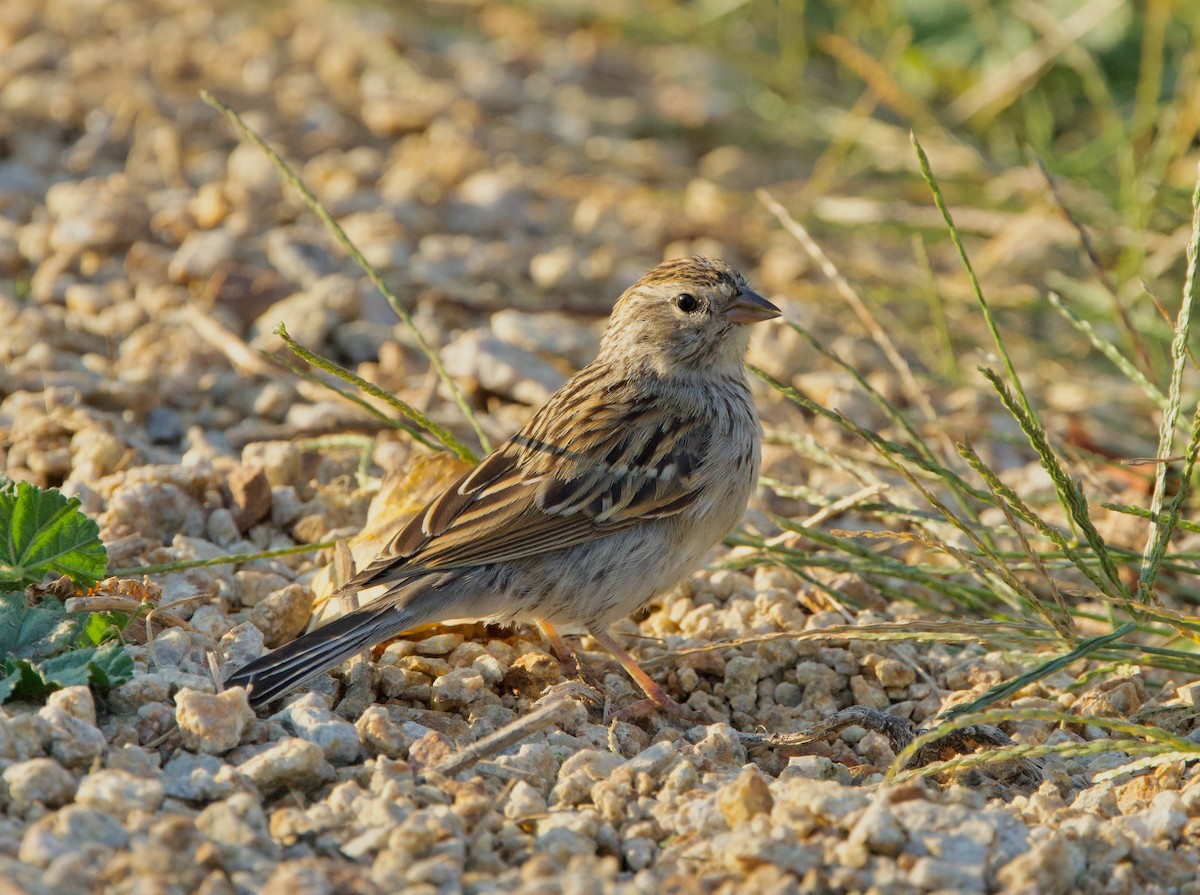 Chipping Sparrow - ML623417693