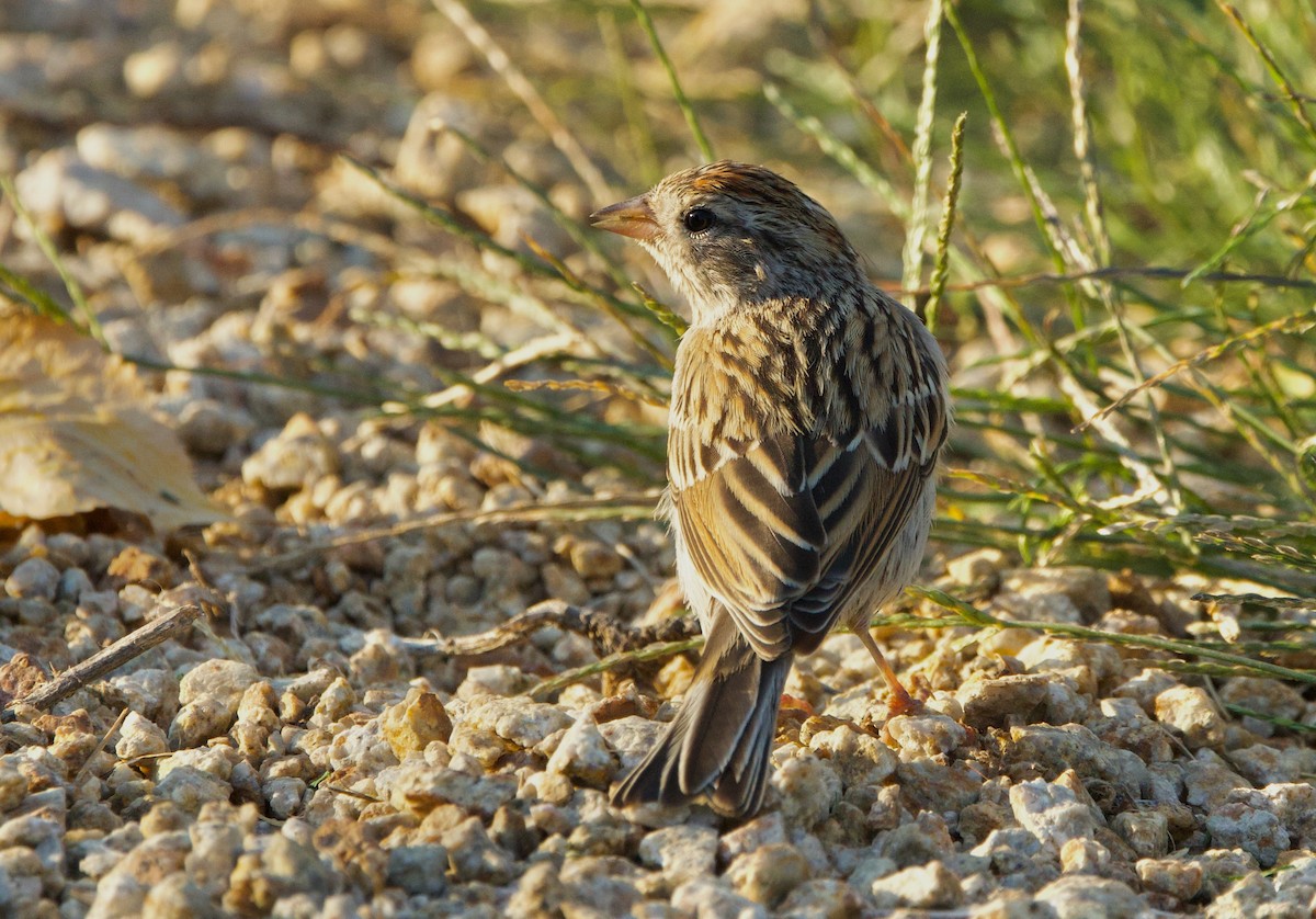 Chipping Sparrow - ML623417694
