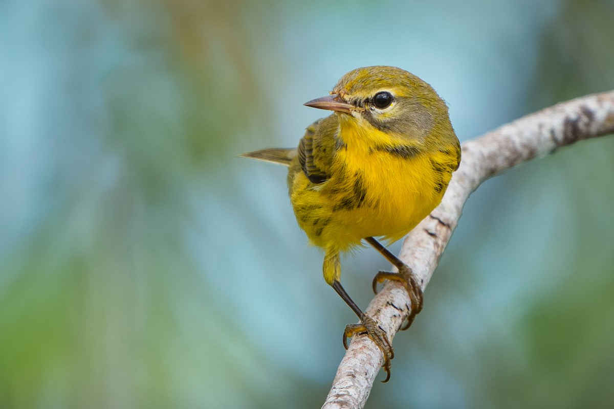 Prairie Warbler - ML623417696