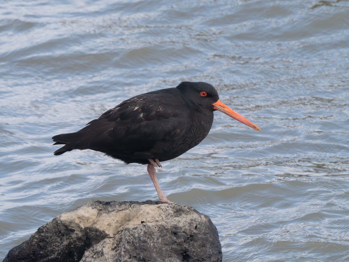 Variable Oystercatcher - ML623417705