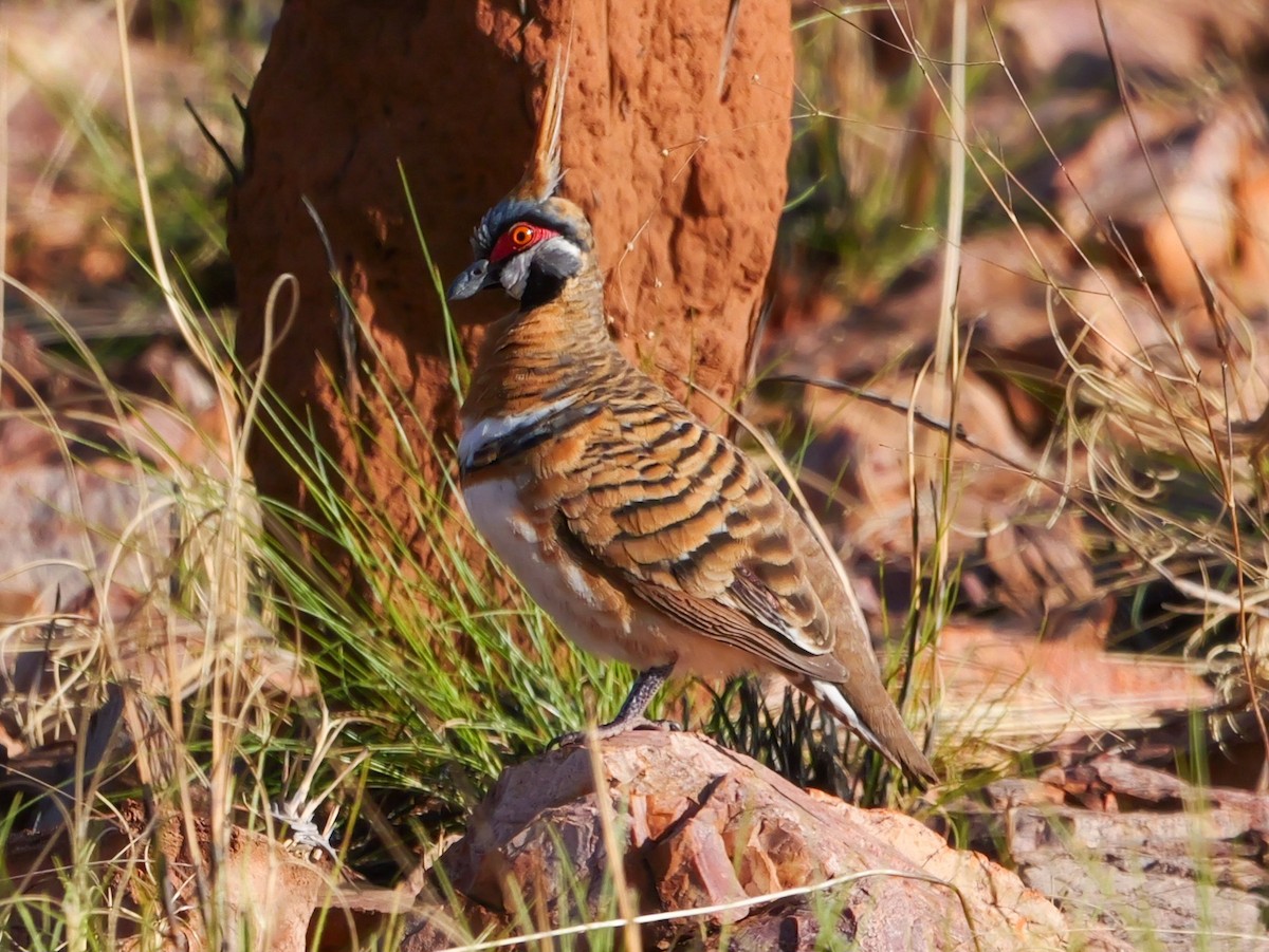 Spinifex Pigeon - Roger Horn