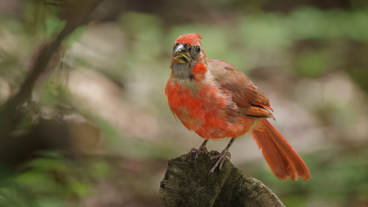 kardinál červený [skupina cardinalis] - ML623417712