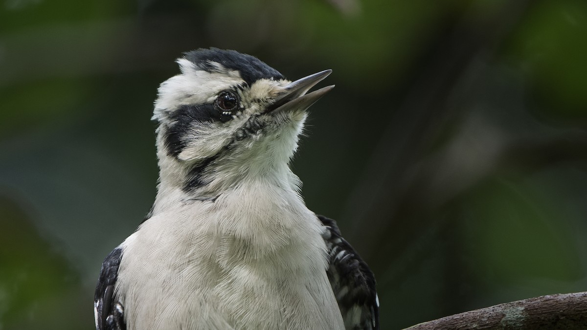 Downy Woodpecker (Eastern) - ML623417744