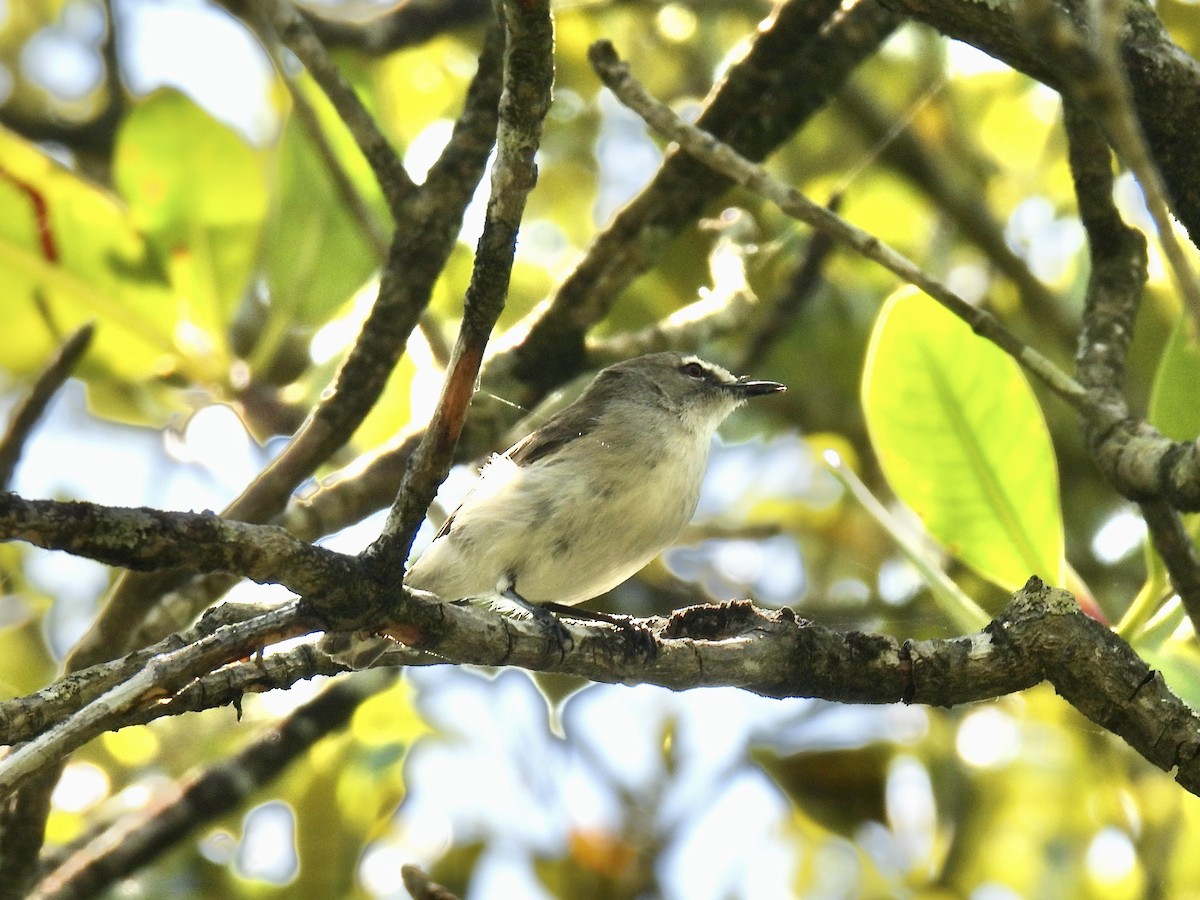 Mangrove Gerygone - ML623417795