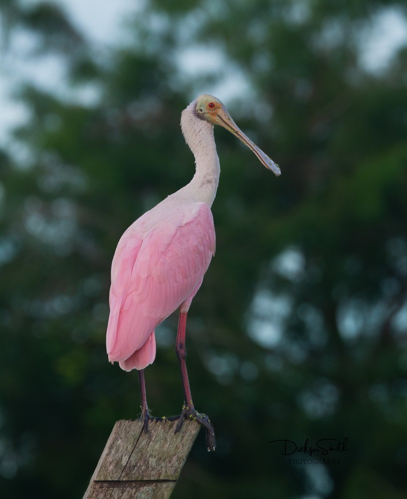 Roseate Spoonbill - ML623417853