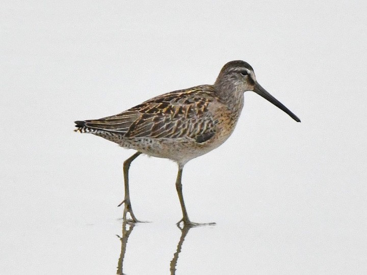 Short-billed Dowitcher - ML623417854