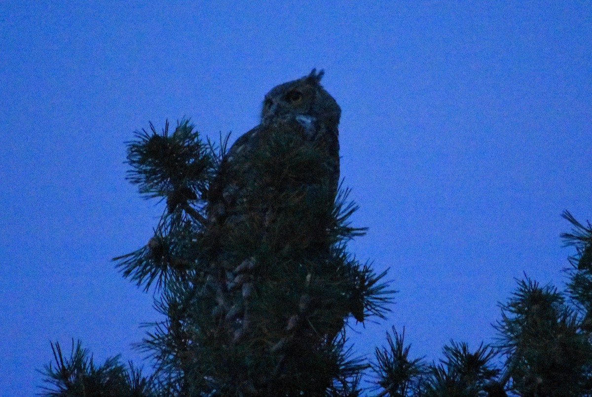 Great Horned Owl - ML623417883