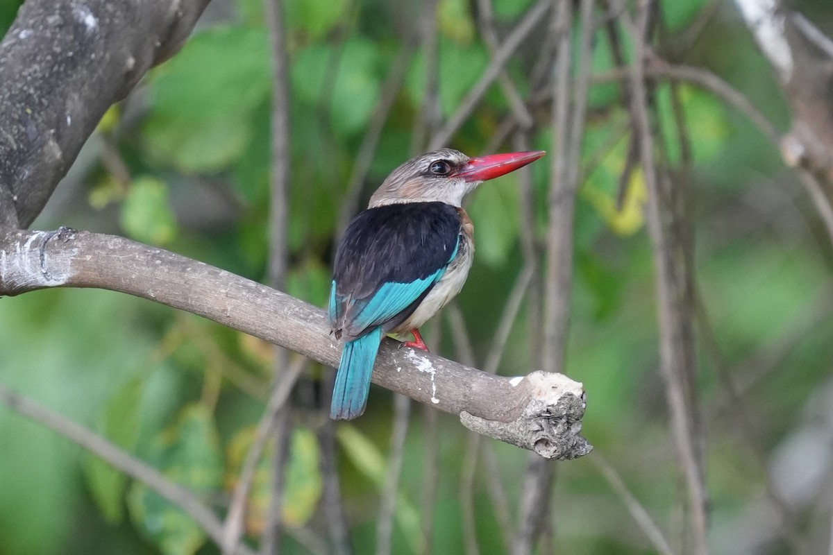 Brown-hooded Kingfisher - ML623417896