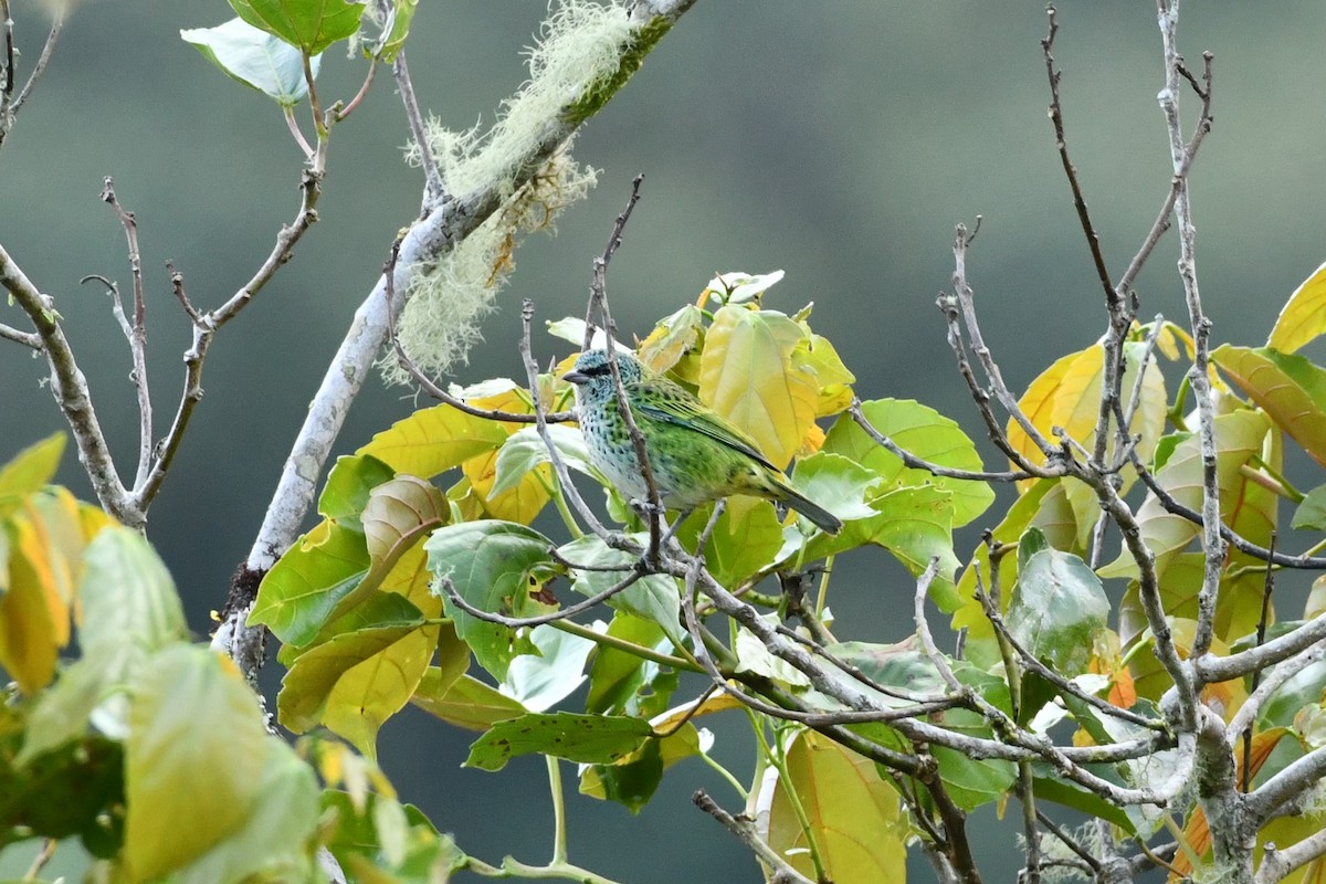 Spotted Tanager - ML623417897