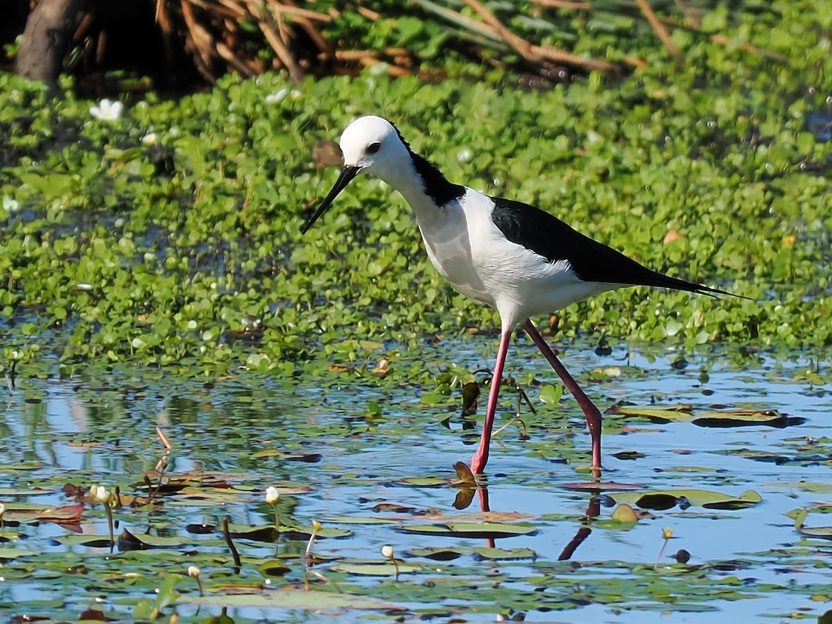 Pied Stilt - ML623417899