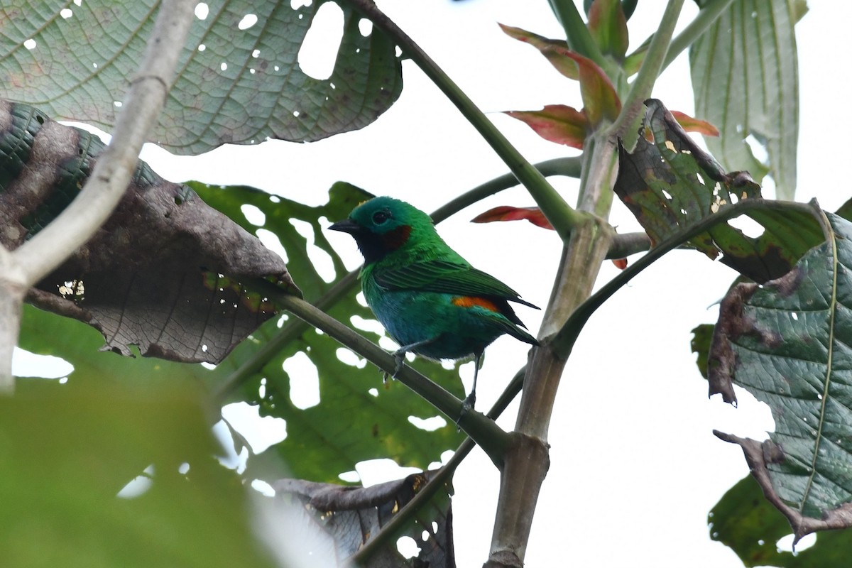 Orange-eared Tanager - ML623417901