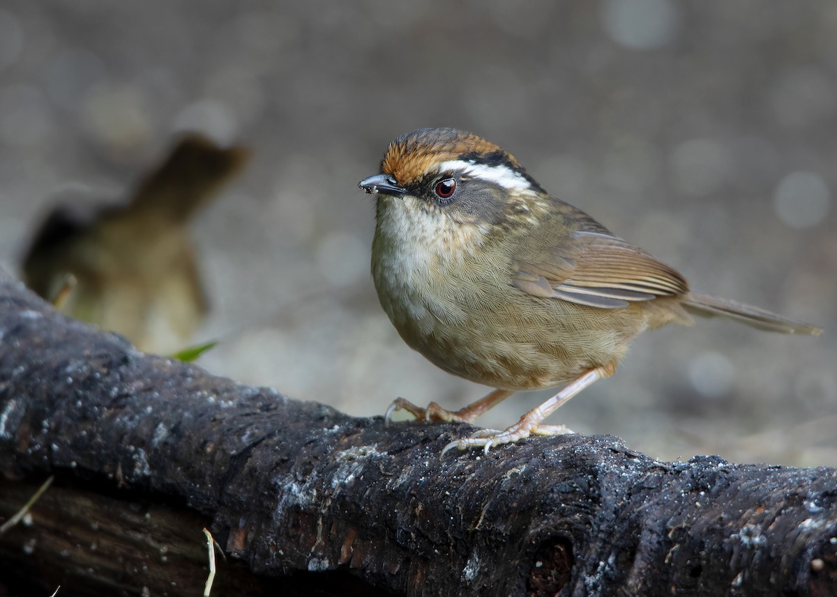 Rusty-capped Fulvetta - ML623417903