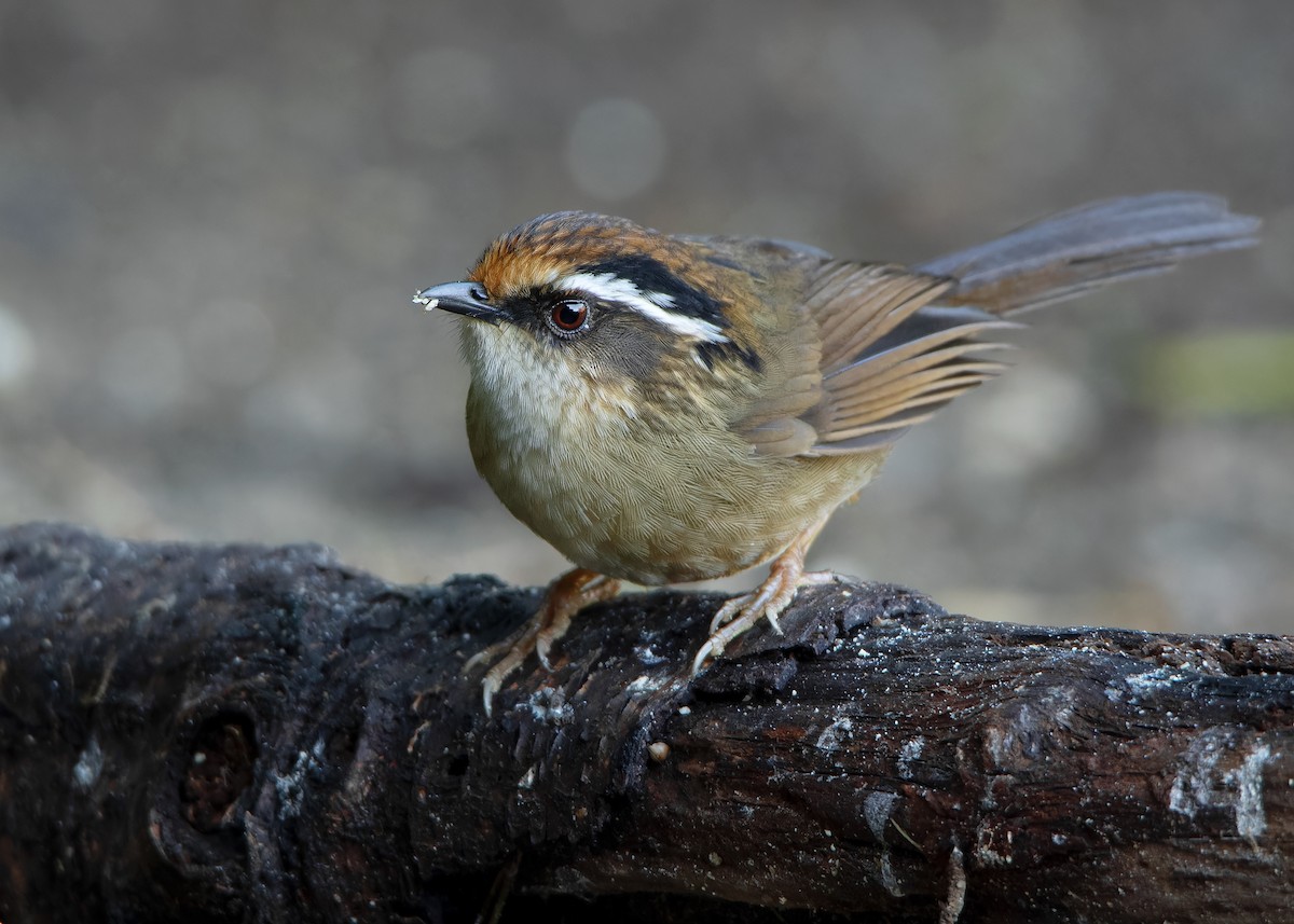 Rusty-capped Fulvetta - ML623417904