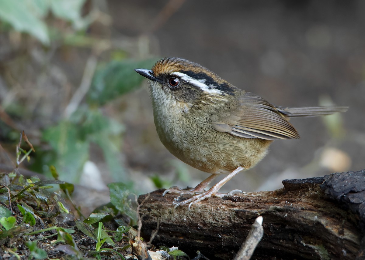 Rusty-capped Fulvetta - ML623417905