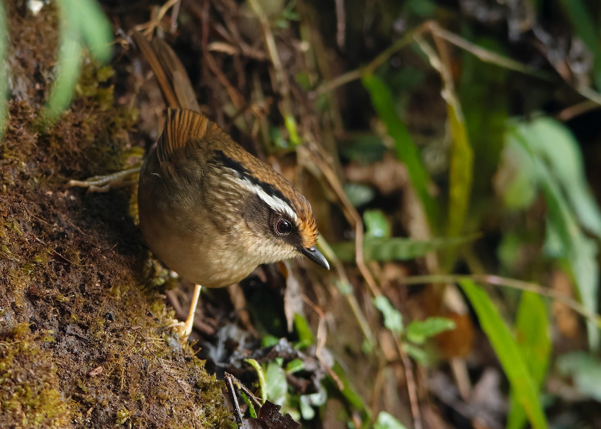 Rusty-capped Fulvetta - ML623417916