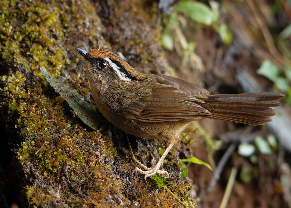 Rusty-capped Fulvetta - Ayuwat Jearwattanakanok