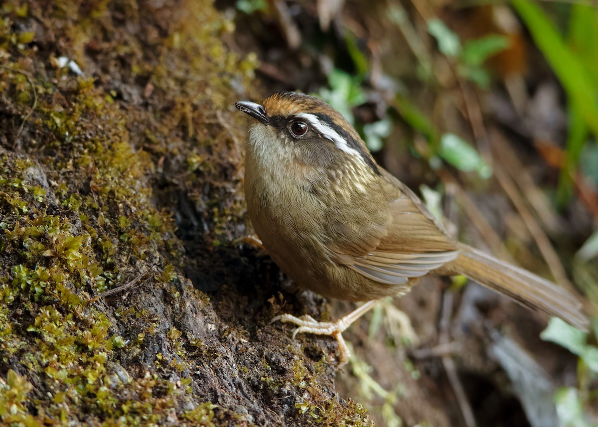 Rusty-capped Fulvetta - ML623417918