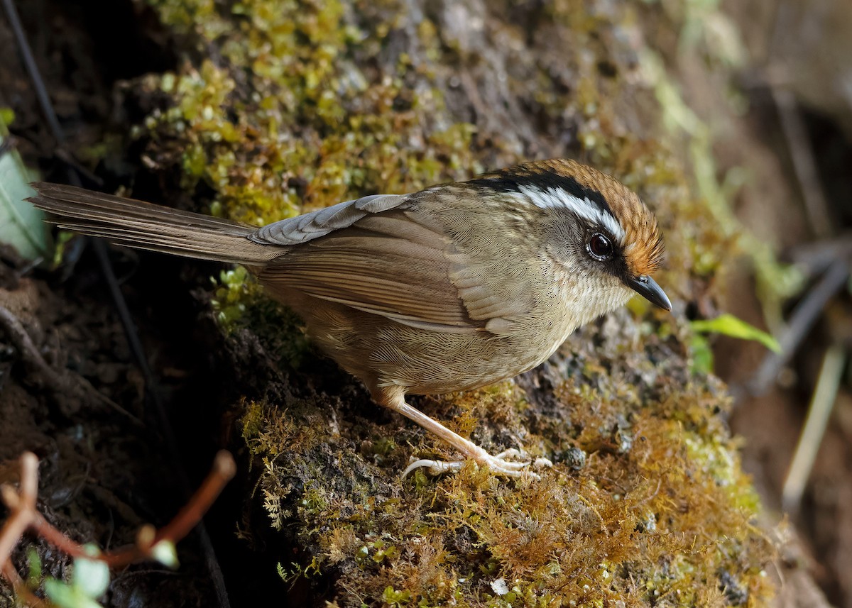 Rusty-capped Fulvetta - Ayuwat Jearwattanakanok