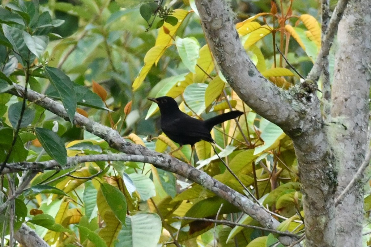 Glossy-black Thrush - ML623417937