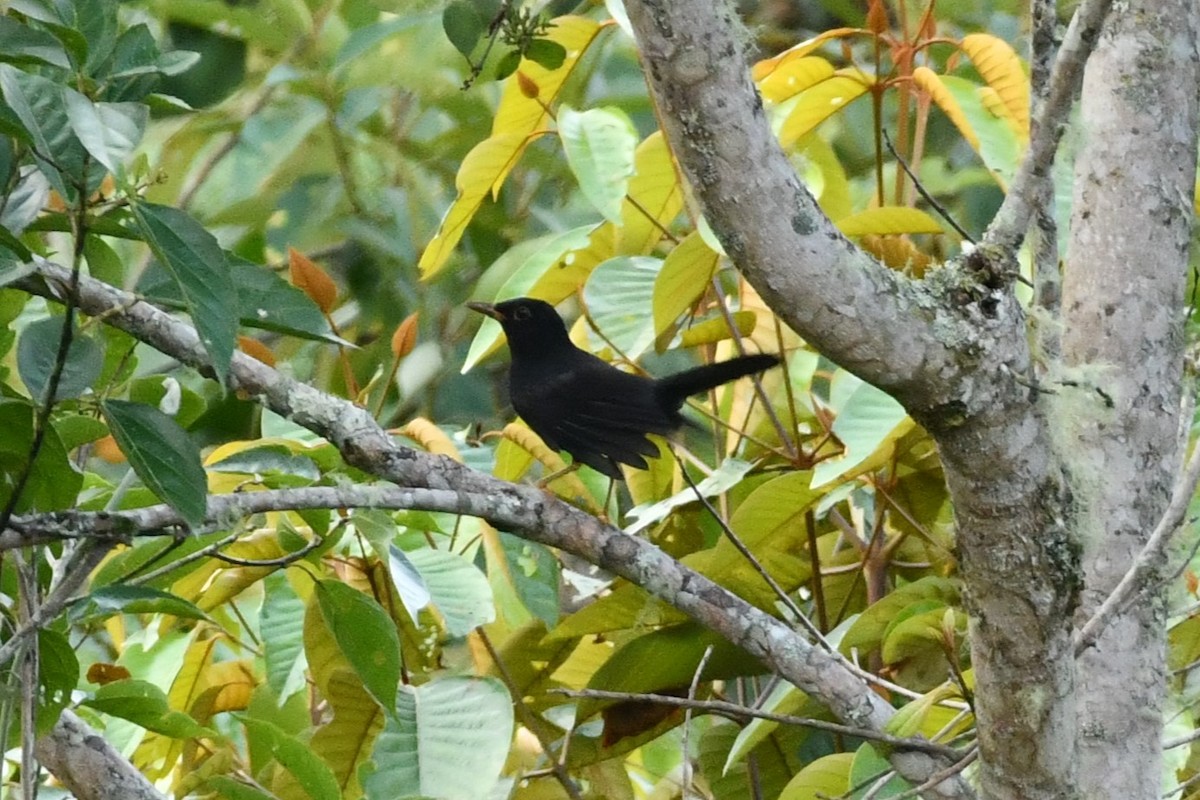 Glossy-black Thrush - ML623417942