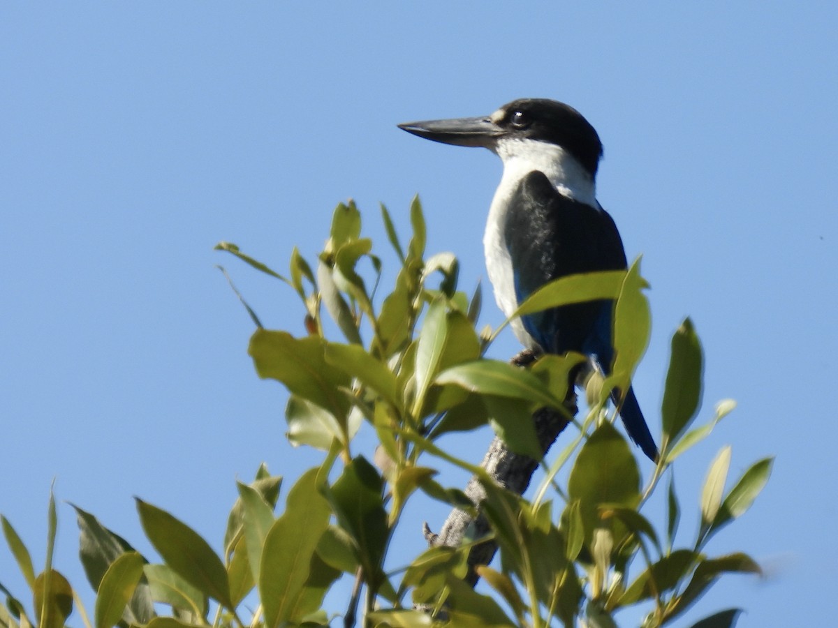 Torresian Kingfisher - ML623417944