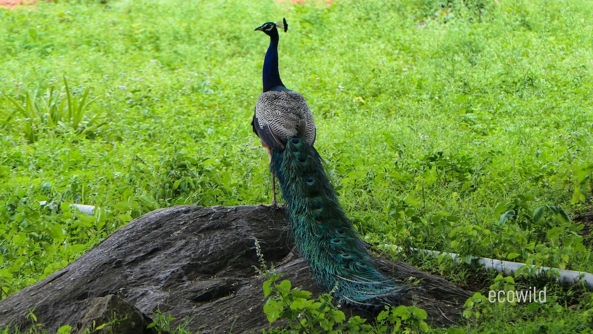 Indian Peafowl - ML623417961