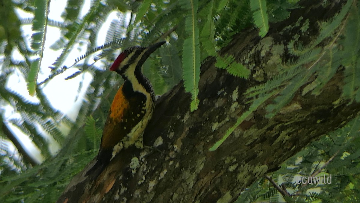 Black-rumped Flameback - ML623417976