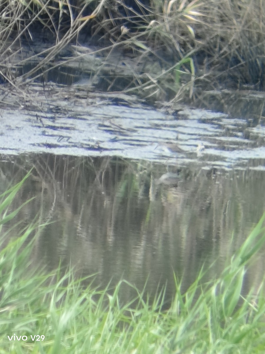 Common Redshank - ML623418010