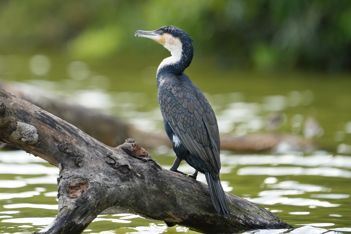 Cormorán Grande - ML623418033