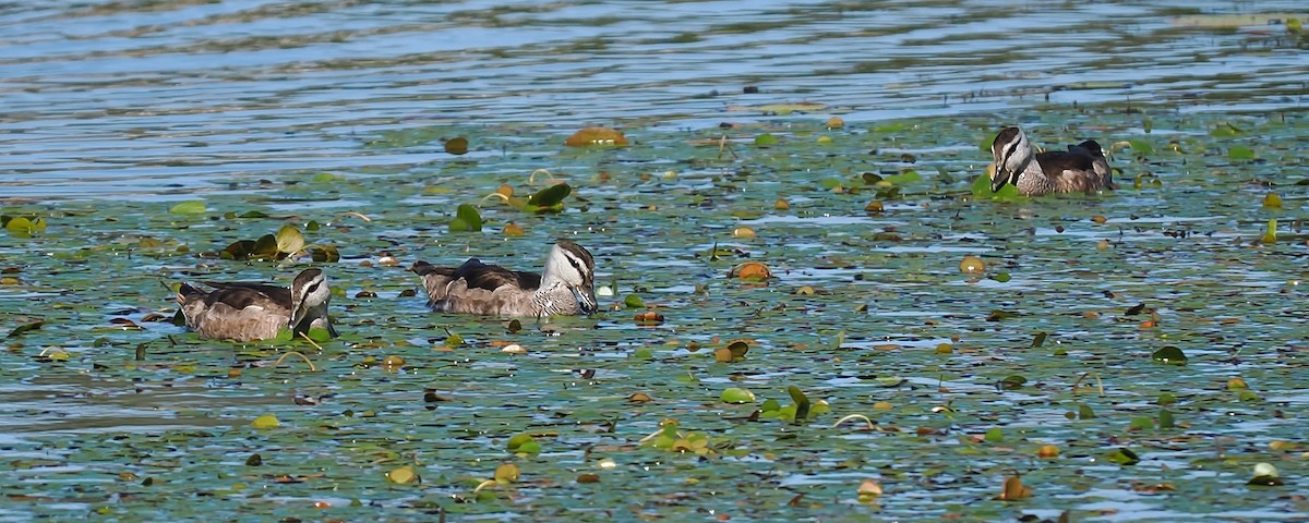 Cotton Pygmy-Goose - ML623418067