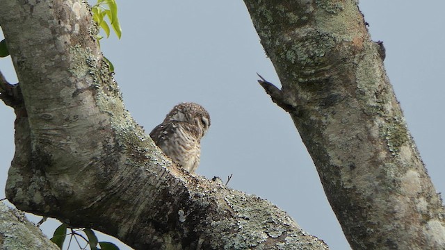 Spotted Owlet - ML623418131