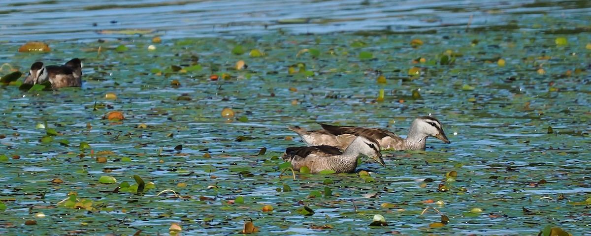 Cotton Pygmy-Goose - ML623418138