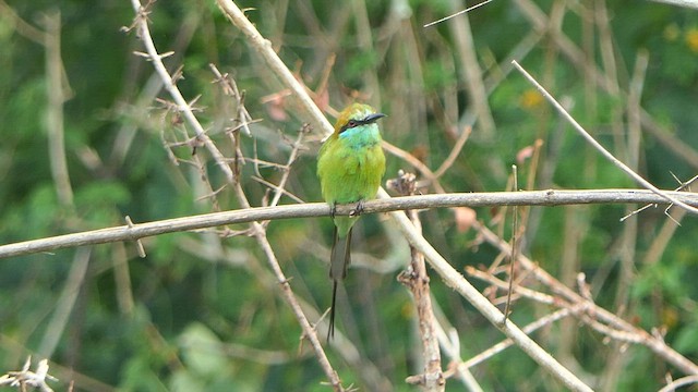 Abejaruco Esmeralda Oriental - ML623418147