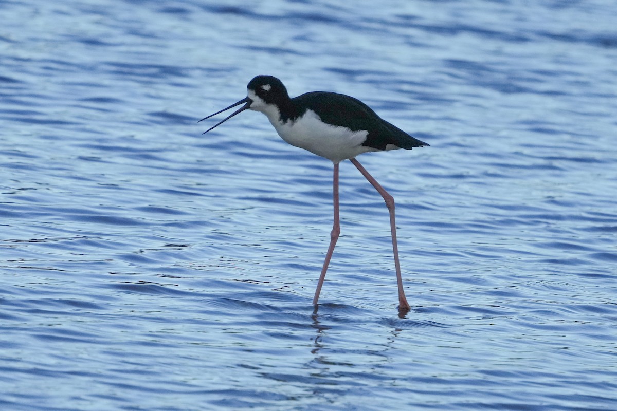 Cigüeñuela Cuellinegra (Hawaiana) - ML623418155