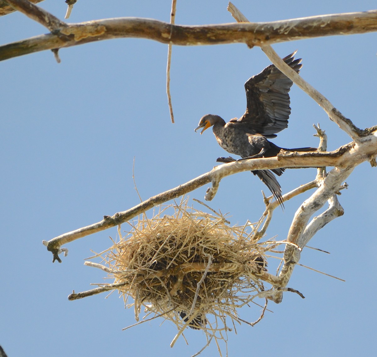 Double-crested Cormorant - Chris Tessaglia-Hymes